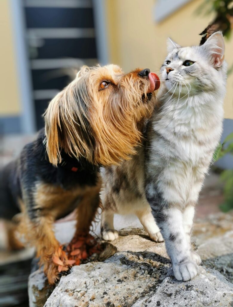 Perro y gato ColaPeluda